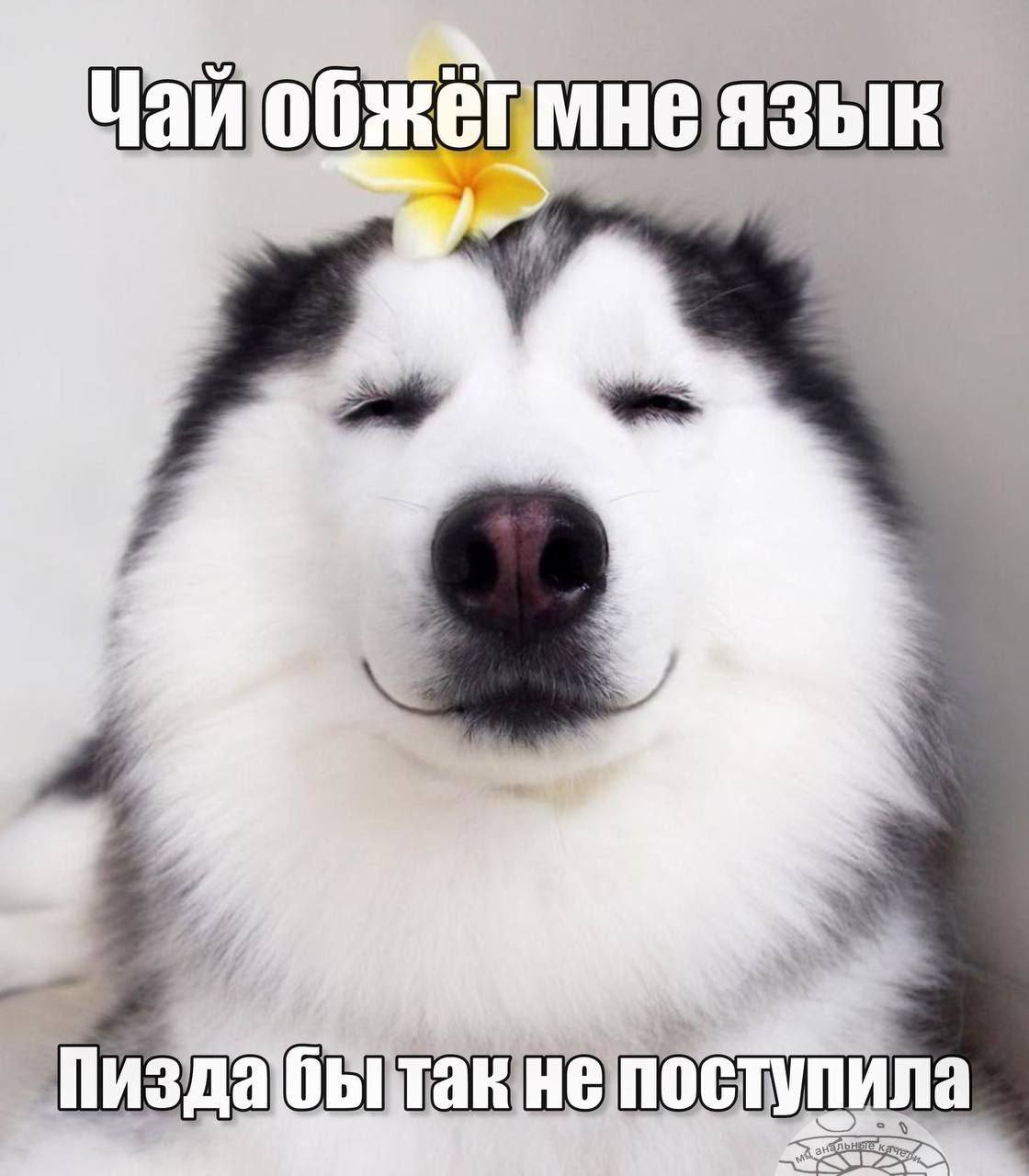 чайюбжетмнеязык эф th бБитакнепоступила