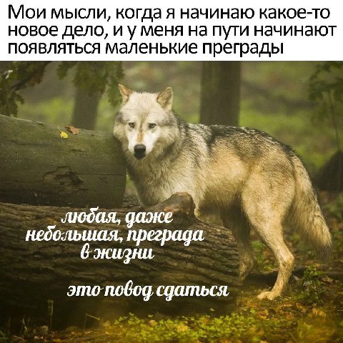Мои мысли, когда я начинаю какое-то новое дело, меня на пути начинают появляться маленькие преграды любая, даже небольшая, преграда. жизни сдаться