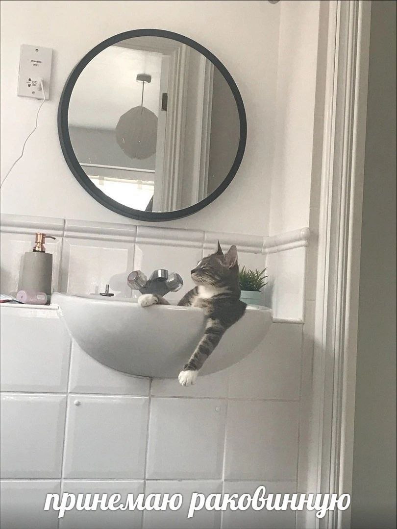 принемаю