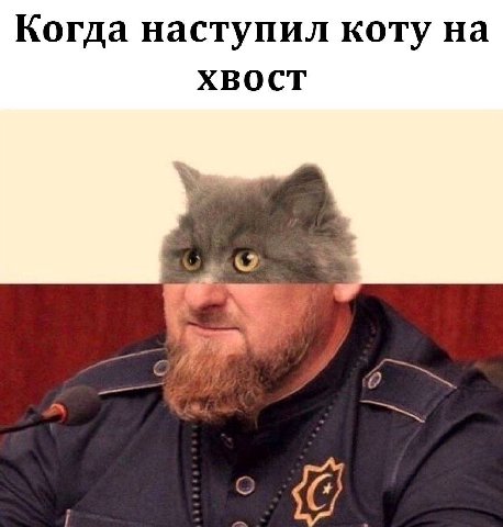 Когда наступил коту на ХВОСТ