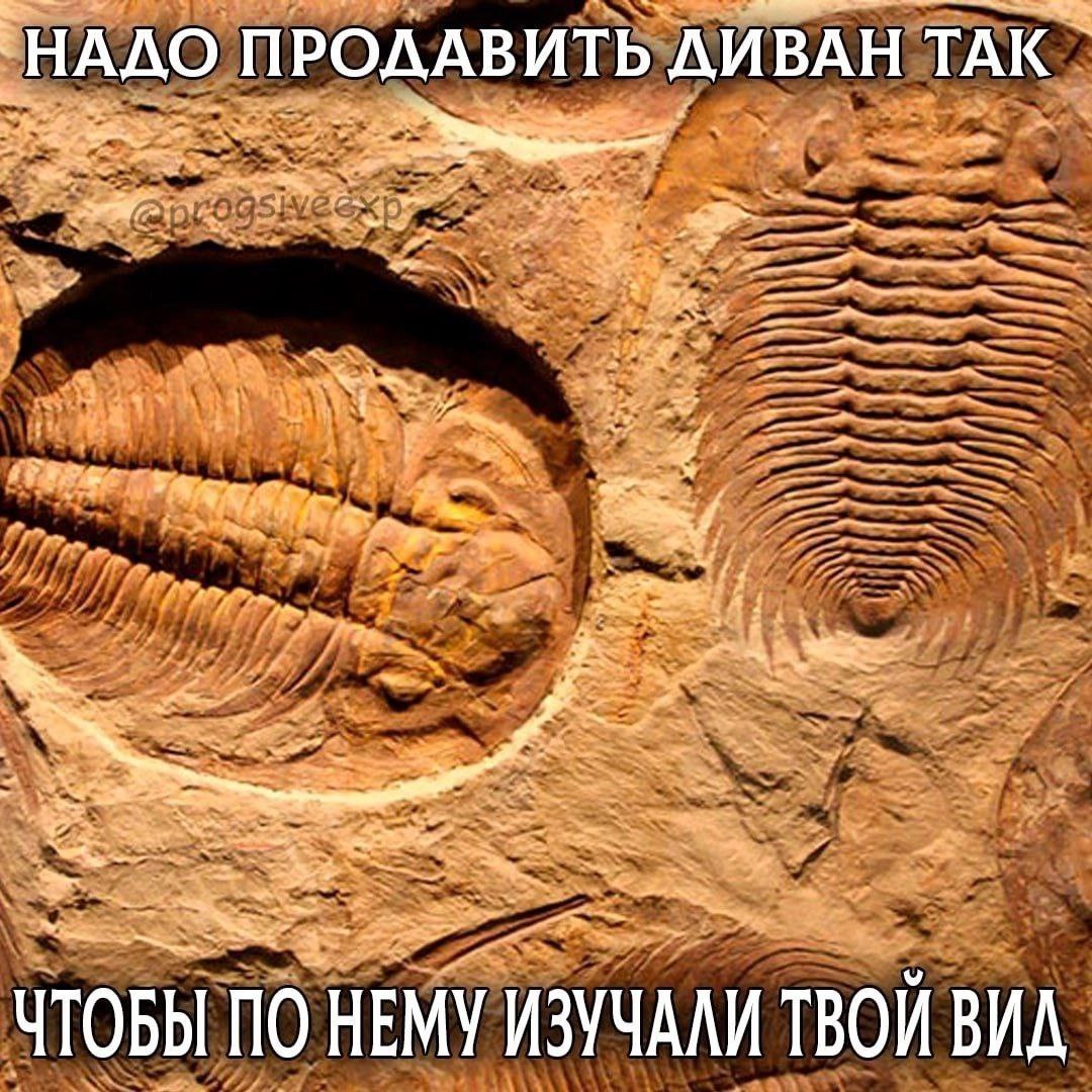 ПРОЛАВИТЬ ДИВАН TAK ЧТОБЫ ПО НЕМУ ИЗУЧАЛИ ТВОЙ ВИЛ