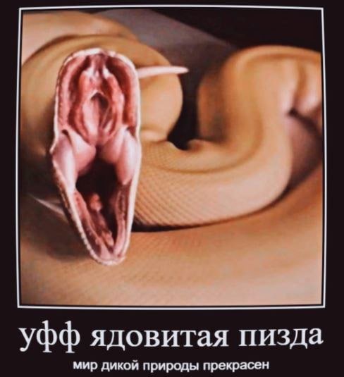 Уфф ядовитая пизда мир дикой природы прекрасен