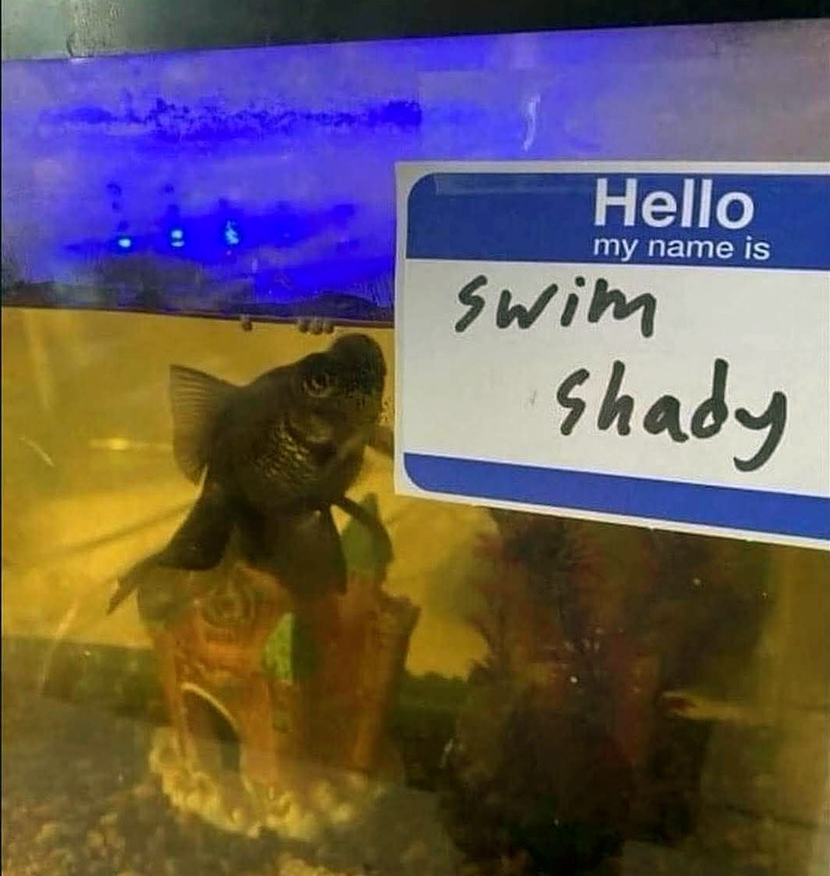 Hello my name is