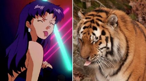 🐅