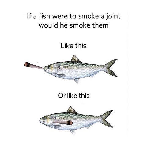 If a fish were to smoke а joint would he smoke them Like this Or like this