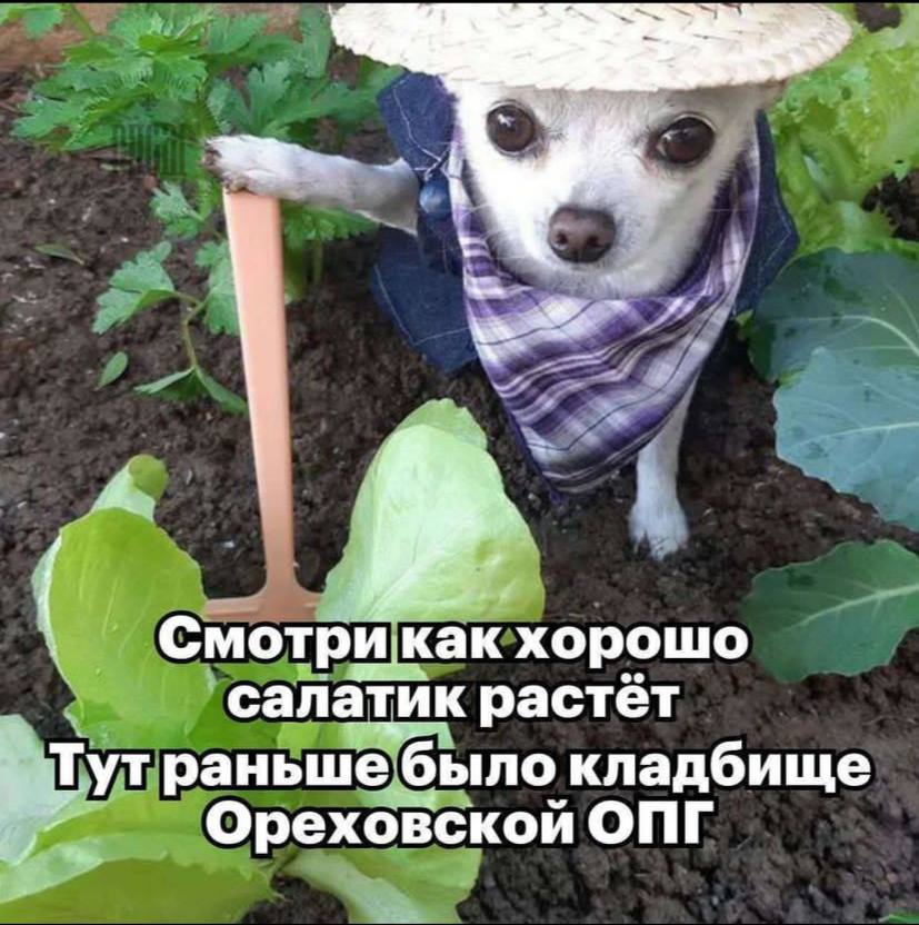 Смотри как хорошо ‘салатик растёт Тут раньшебыло кладбище Ореховской ОПГ