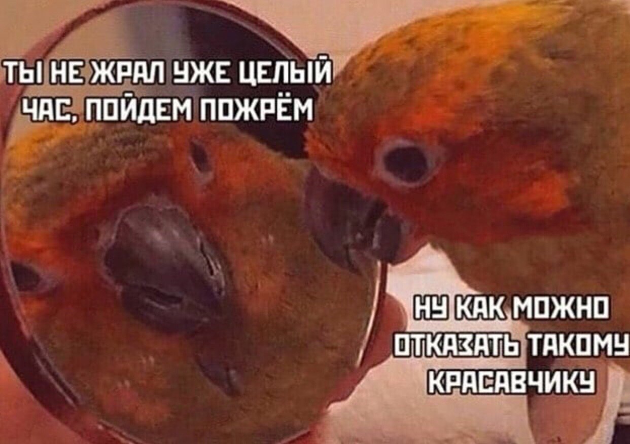 ТЫ! НЕ ЖРАЛ УЖЕ ЦЕЛЫЙ ЧАС, ПОИДЕМ ПОЖРЕМ МОЖНО ОТКАЗАТЬ ТАКОМУ КРАСАВЧИКУ