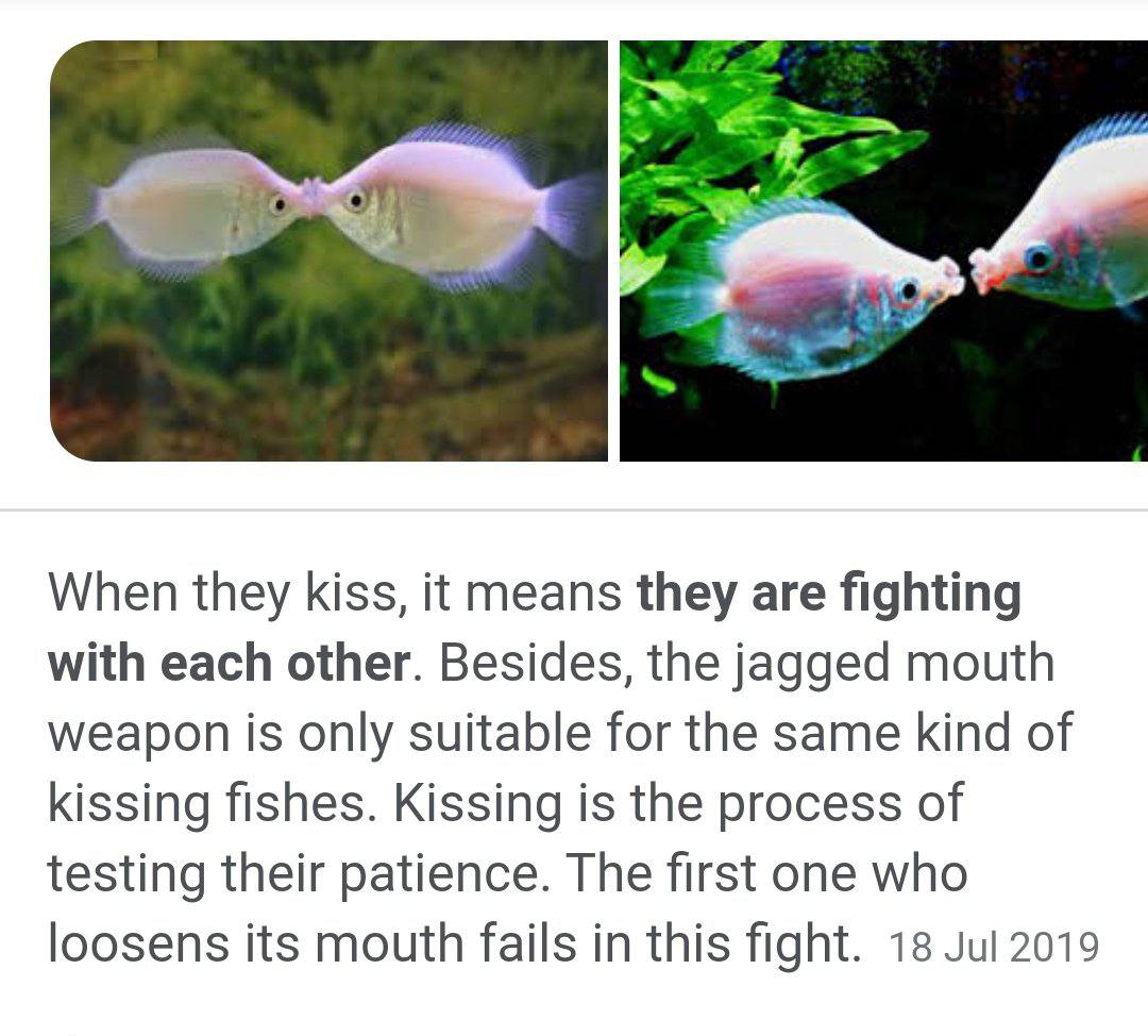 When they kiss, it means they are fighting with each other. Besides, the jagged mouth weapon is only suitable for the same kind of kissing fishes. Kissing is the process of testing their patience. The