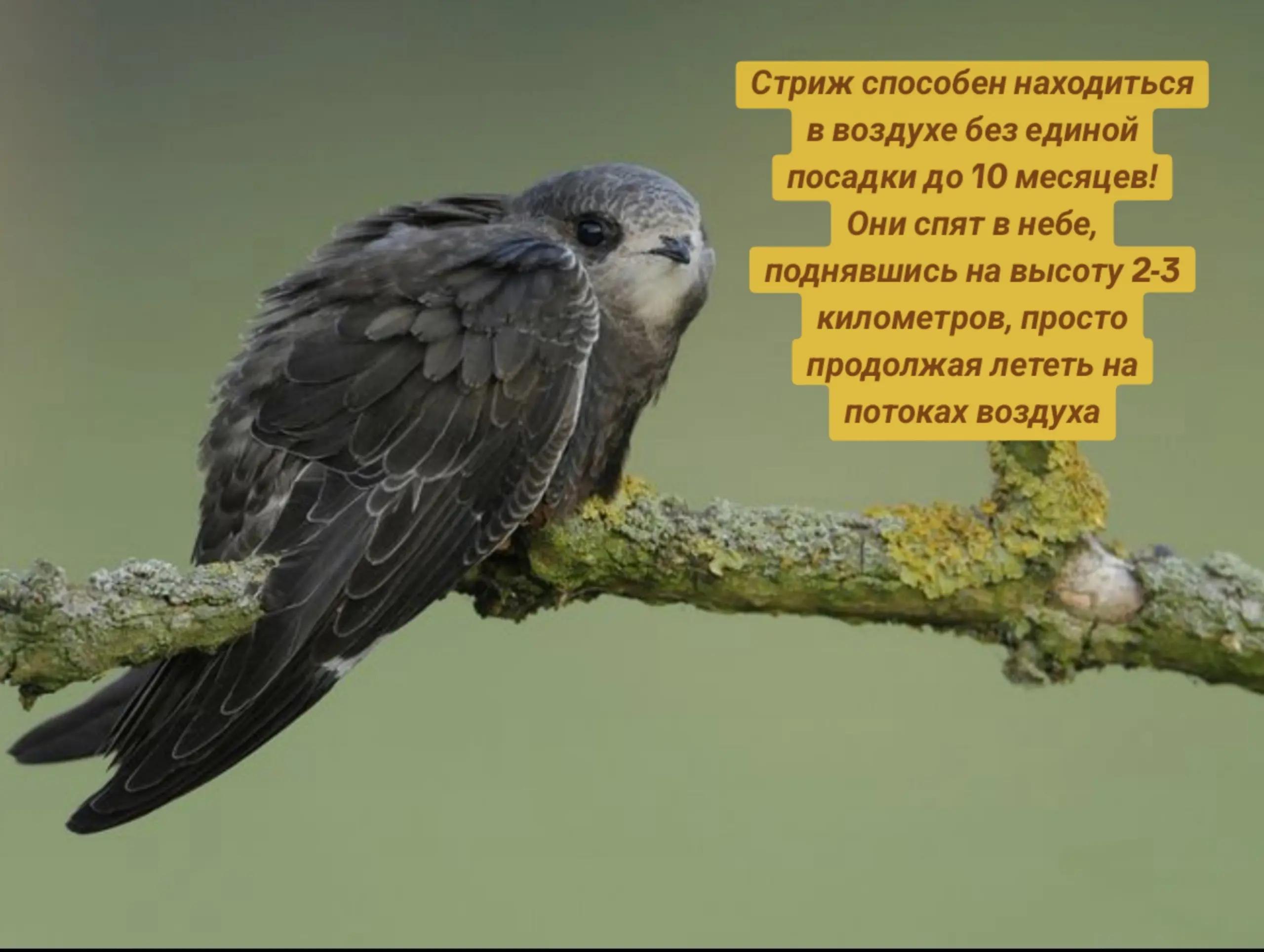 Стриж способен находиться в воздухе без единой посадки до 10 месяцев! Они спят в небе, поднявшись на высоту 2-5 километров, просто продолжая лететь на потоках воздуха