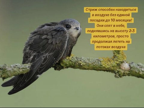 Стриж способен находиться в воздухе без единой посадки до 10 месяцев! Они спят в небе, поднявшись на высоту 2-5 километров, просто продолжая лететь на потоках воздуха
