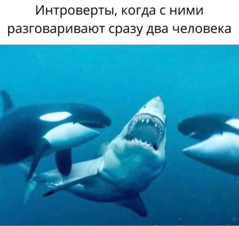 Интроверты, когда с ними разговаривают сразу два человека