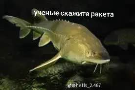 ученые скажите ракета