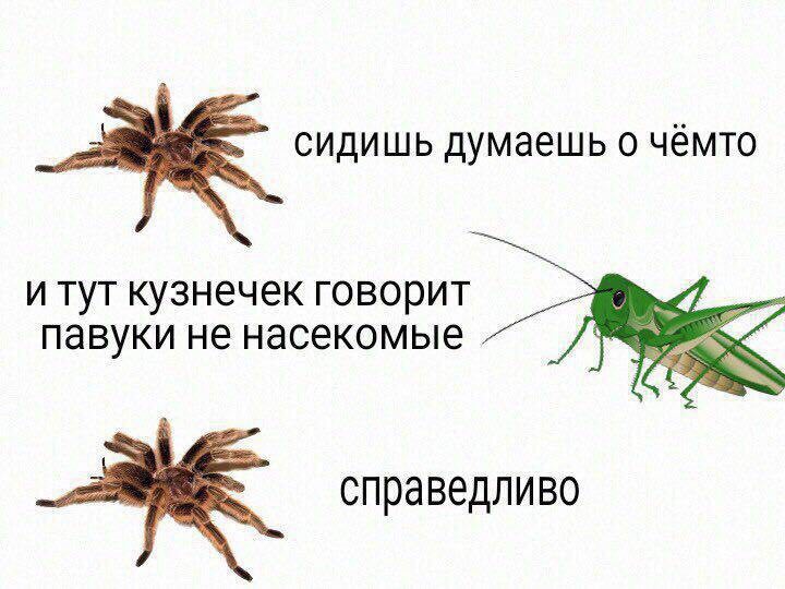 сидишь думаешь о чёмто и тут кузнечек говорит павуки не насекомые справедливо