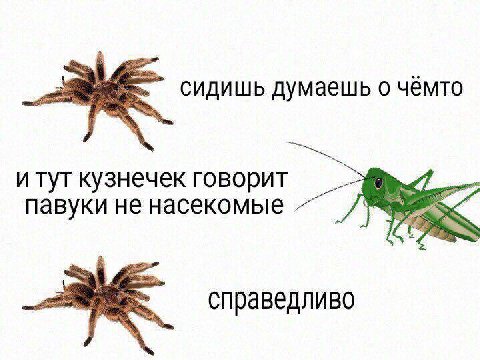 сидишь думаешь о чёмто и тут кузнечек говорит павуки не насекомые справедливо
