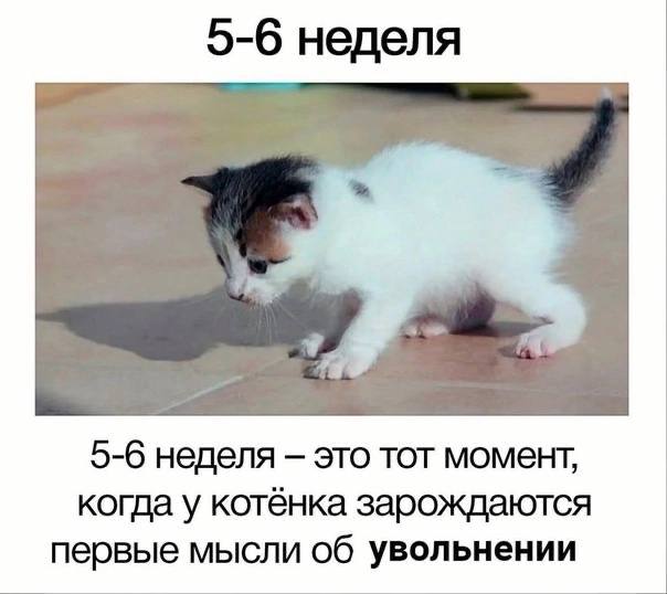 5-6 неделя я 5-6 неделя это тот момент, когда у котёнка зарождаются первые мысли об увольнении