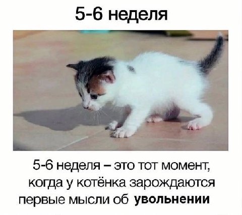 5-6 неделя я 5-6 неделя это тот момент, когда у котёнка зарождаются первые мысли об увольнении