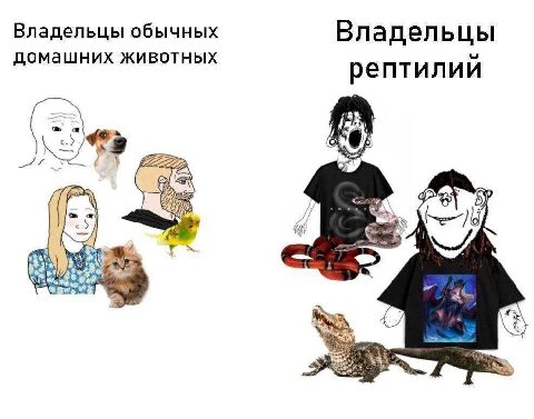 Владельцы обычных Владельцы домашних животных рептилий if Be
