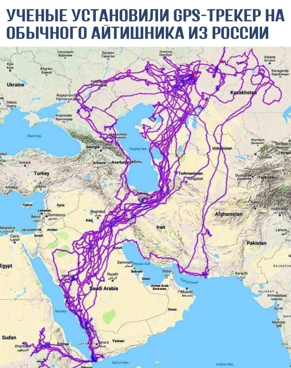 УЧЕНЫЕ УСТАНОВИЛИ GPS-TPEKEP НОГО АЙТИШНИКА ИЗ РОССИИ Saratov Саратов: Astana Когадалду Ukraine у Ростов. Rostov-on- Turkey ‘Syria Afghanistan Jordan Lahore, Dammam Gulf RAJASTHA United as Red Surat S