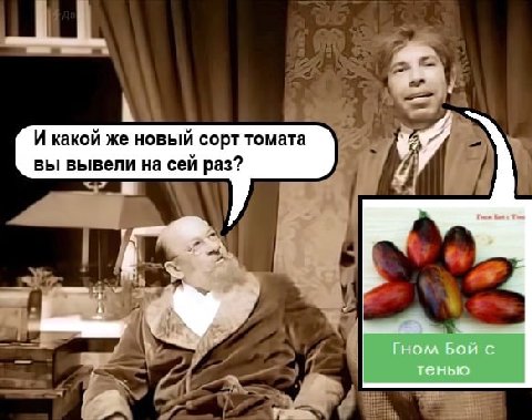 И какой же новый сорт томата вы вывели на сей раз? 2? у 2 Гном Бой с тенью