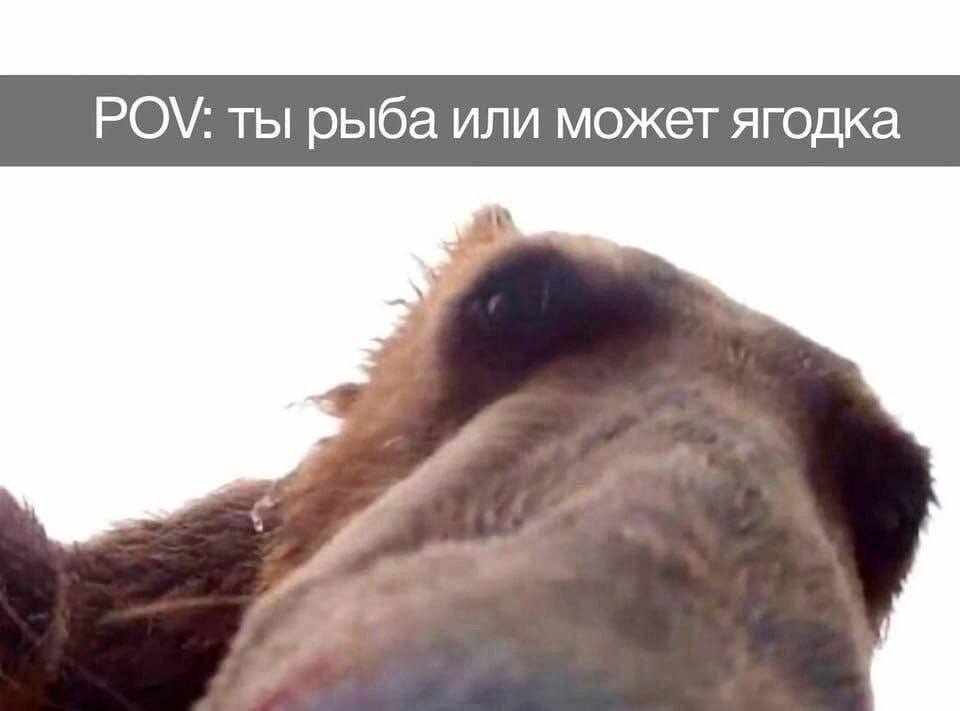 POV: ты рыба или может ягодка