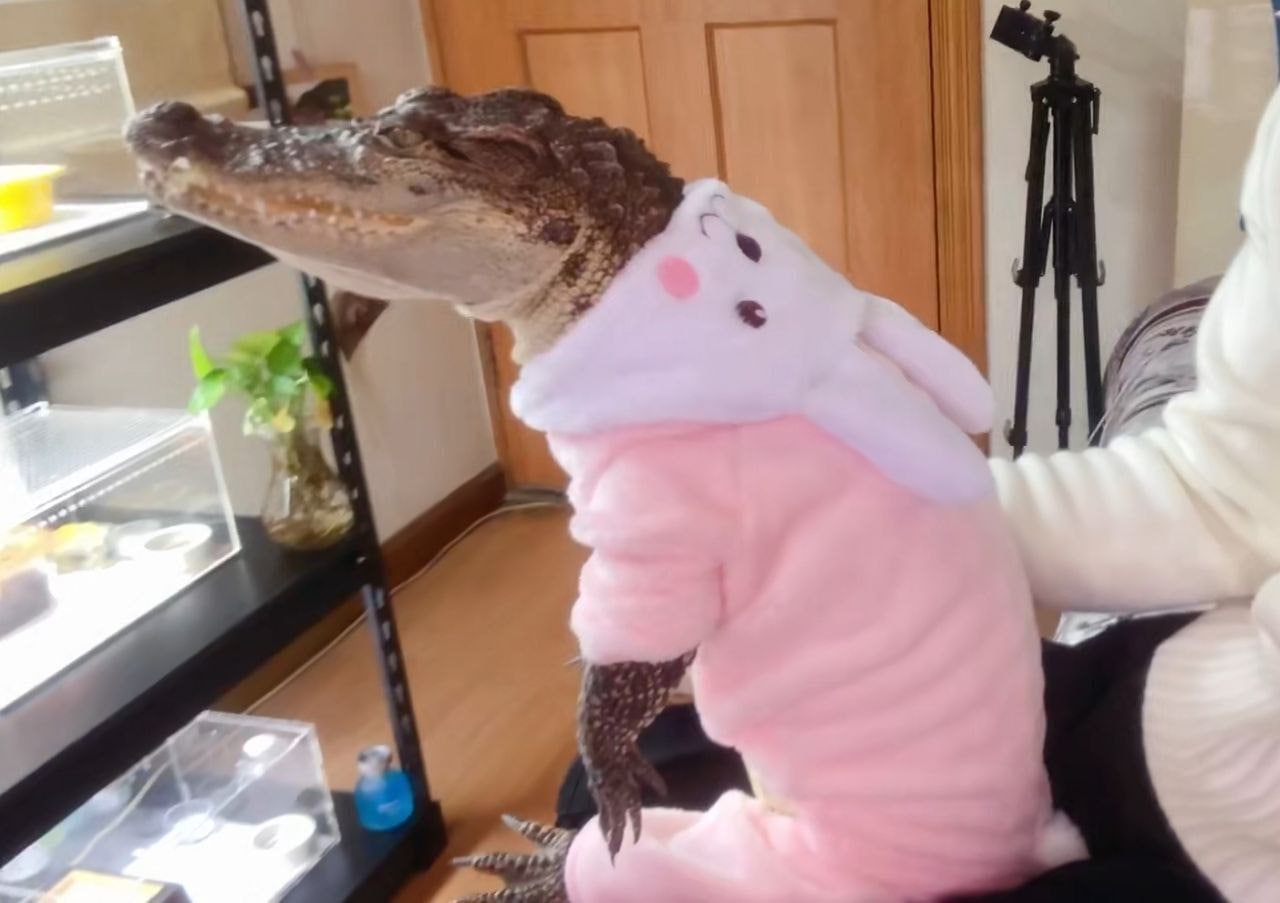 government fears the indoor crocodile pet owner