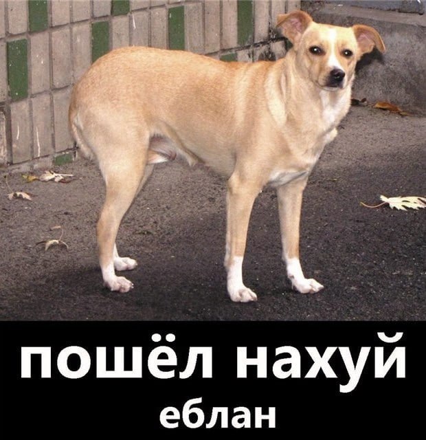 пошёл нахуй еблан