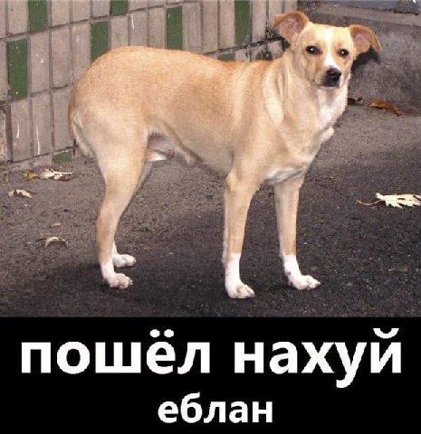 пошёл нахуй еблан