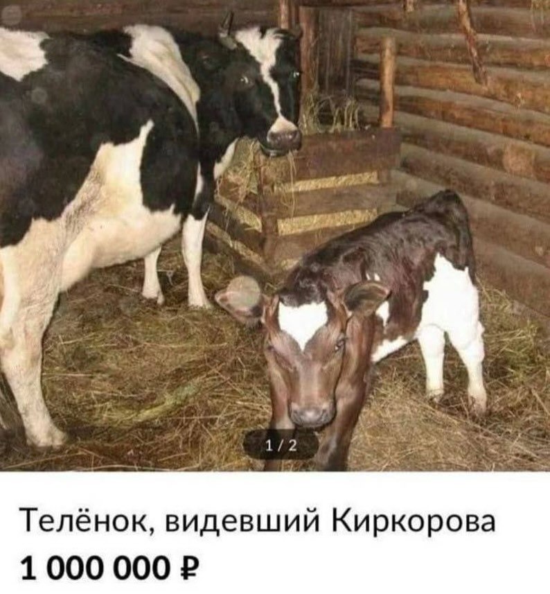 Телёнок, видевший Киркорова 1000 000