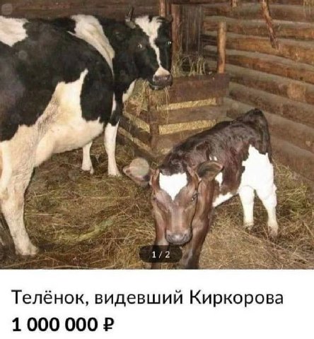 Телёнок, видевший Киркорова 1000 000