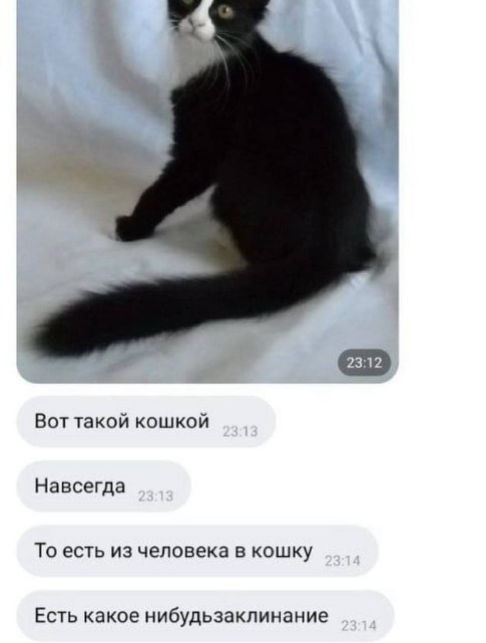 Вот такой кошкой Навсегда То есть из человека в кошку Есть какое нибудьзаклинание