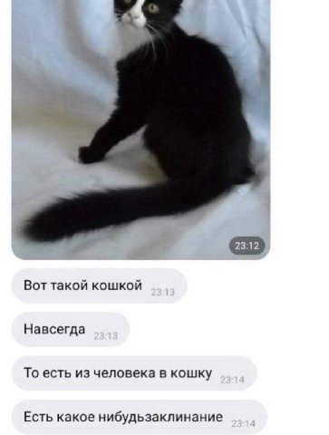 Вот такой кошкой Навсегда То есть из человека в кошку Есть какое нибудьзаклинание