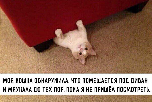 МОЯ НОШНА ОБНАРУЖИЛА, ЧТО ПОМЕЩАЕТСЯ ПОП ПИВАН И МЯУКАЛА ПО TEX ПОР, ПОКА Я НЕ ПРИШЁЛ ПОСМОТРЕТЬ.