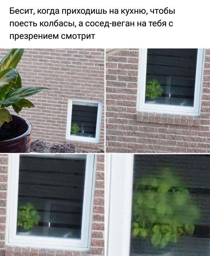 Бесит, когда приходишь на кухню, чтобы поесть колбасы, а сосед-веган на тебя с презрением смотрит |8