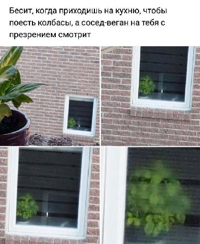 Бесит, когда приходишь на кухню, чтобы поесть колбасы, а сосед-веган на тебя с презрением смотрит |8
