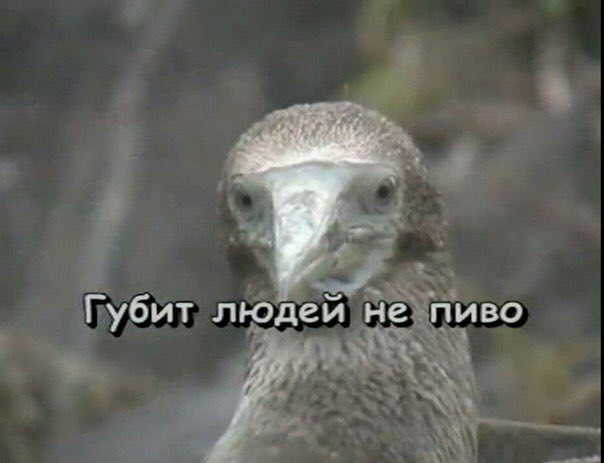 Губит людей не пиво