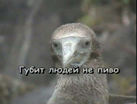 Губит людей не пиво