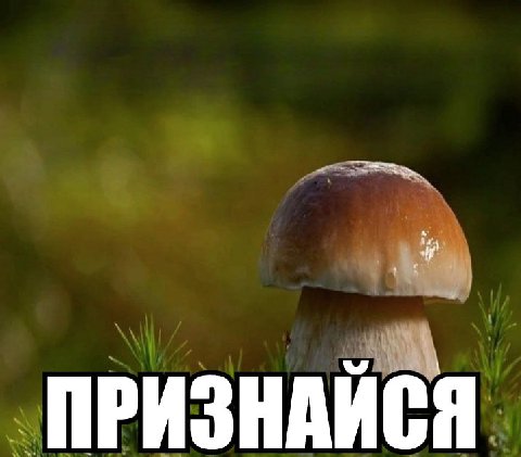 ПРИЗНАЙСЯ