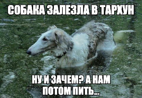 СОБАКА ЗАЛЕЗЛА В ТАРХУН НУИ ЗАЧЕМО А НАМ ПОТОМ ПИТЬ...