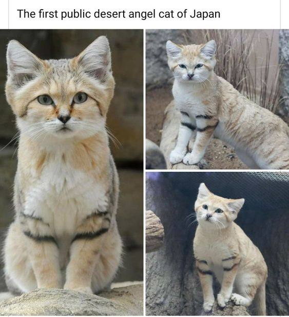 The first public desert angel cat of Japan А. 4