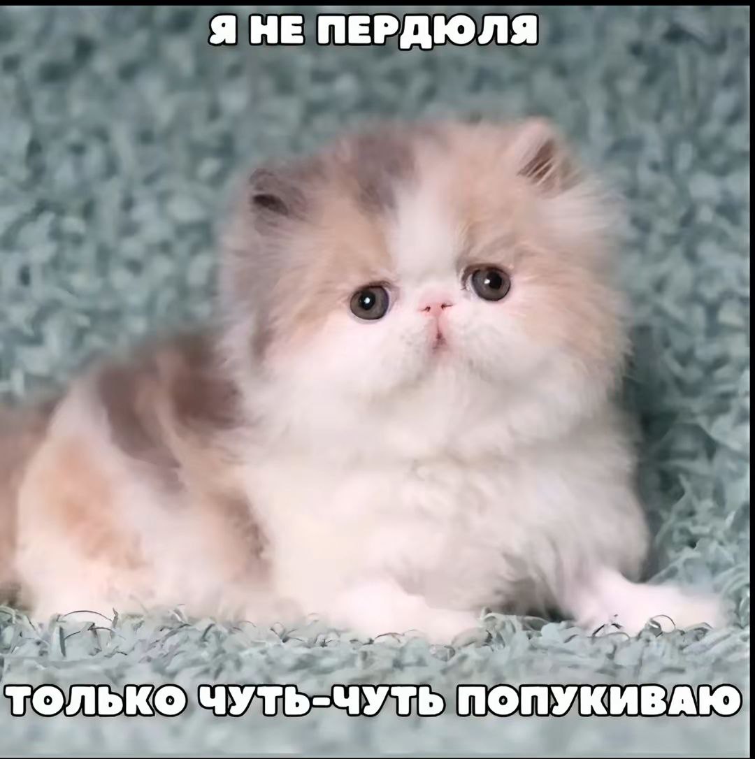ЯНЕ ПЕРДЮЛЯ только ЧУТЬ-ЧУТЬ ПОПУКИВАЮ