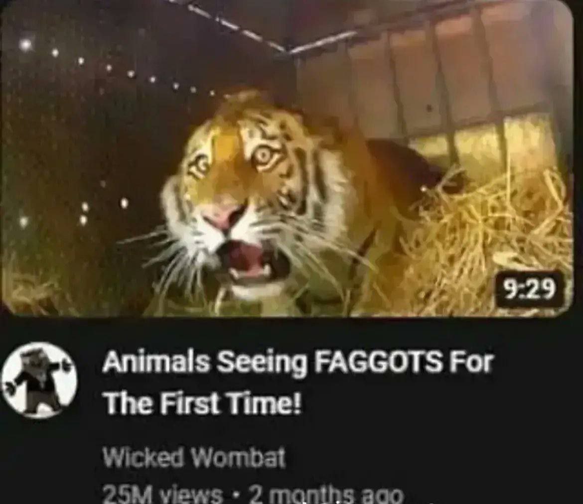 Animals Seeing FAGGOTS Рог The First Time! Wicked Wombat views 27 months aco