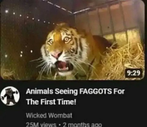 Animals Seeing FAGGOTS Рог The First Time! Wicked Wombat views 27 months aco
