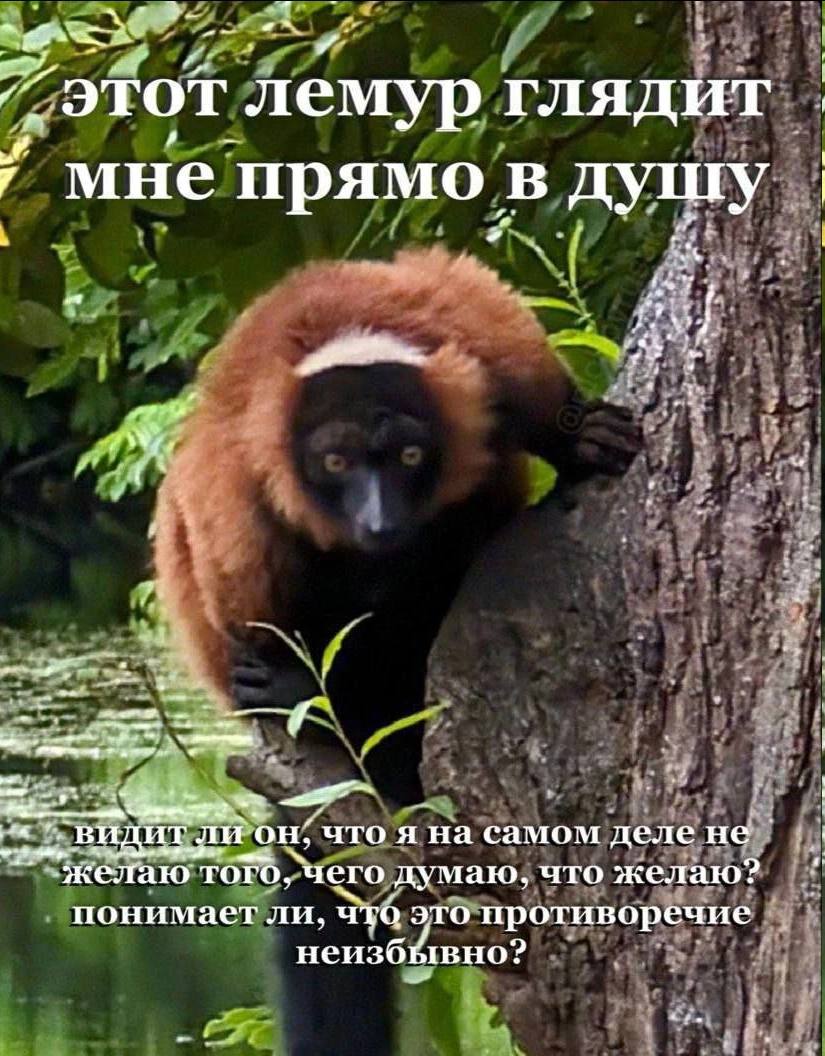 этот лемур глядит мне прямо в a ‚14 .видитли что я на самом делене желаю TOTO, чего думаю, что желаю? понимает ли, ато это противоречие