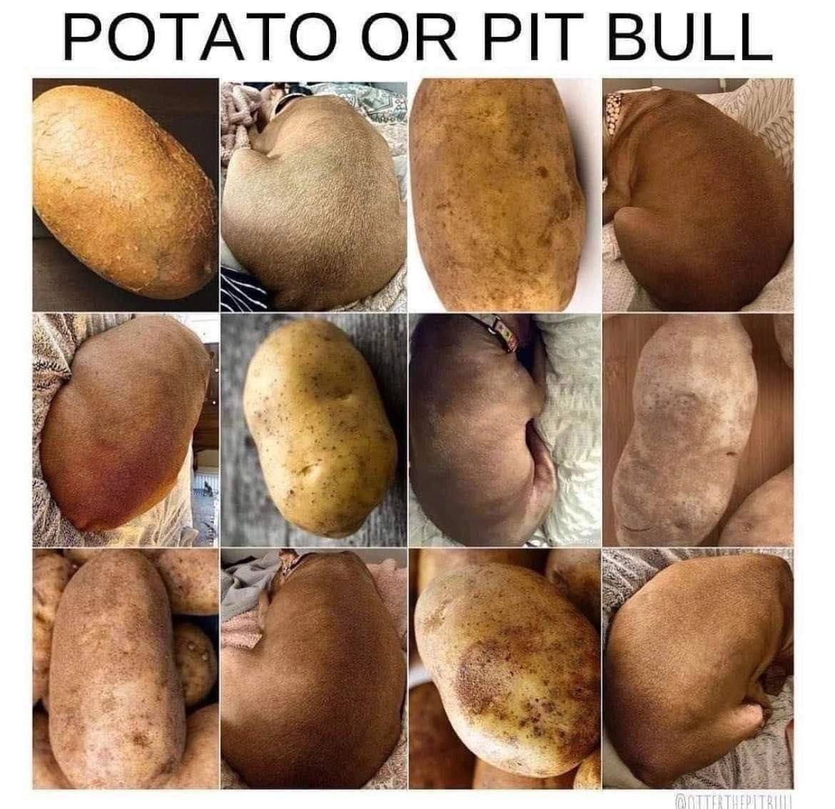 РОТАТО OR PIT BULL