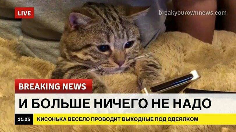 НУЕ BREAKING NEWS ИБОЛЬШЕ НИЧЕГО НЕ НАДО КИСОНЬКА ВЕСЕЛО ПРОВОДИТ ВЫХОДНЫЕ ПОД ОДЕЯЛКОМ 5