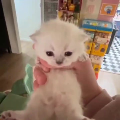 мем
