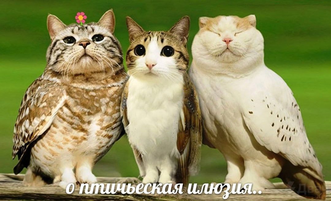у SSS 9 у у 4 2 я о птичьеская
