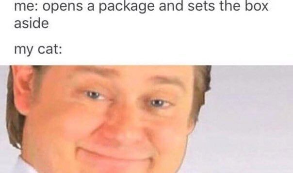 opens а package and sets the box aside my cat: