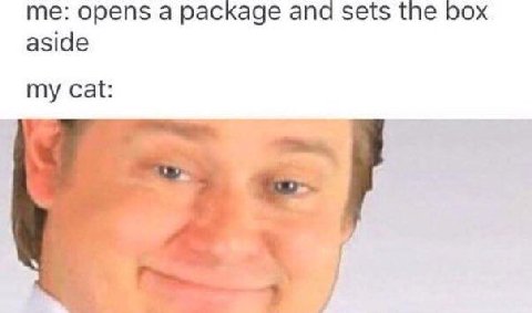 opens а package and sets the box aside my cat: