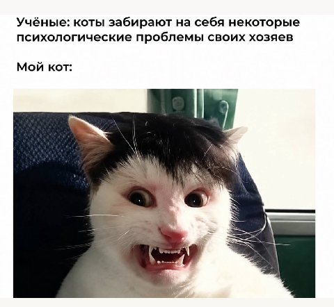 Учёные: коты забирают на себя некоторые психологические проблемы своих хозяев Мой кот: у